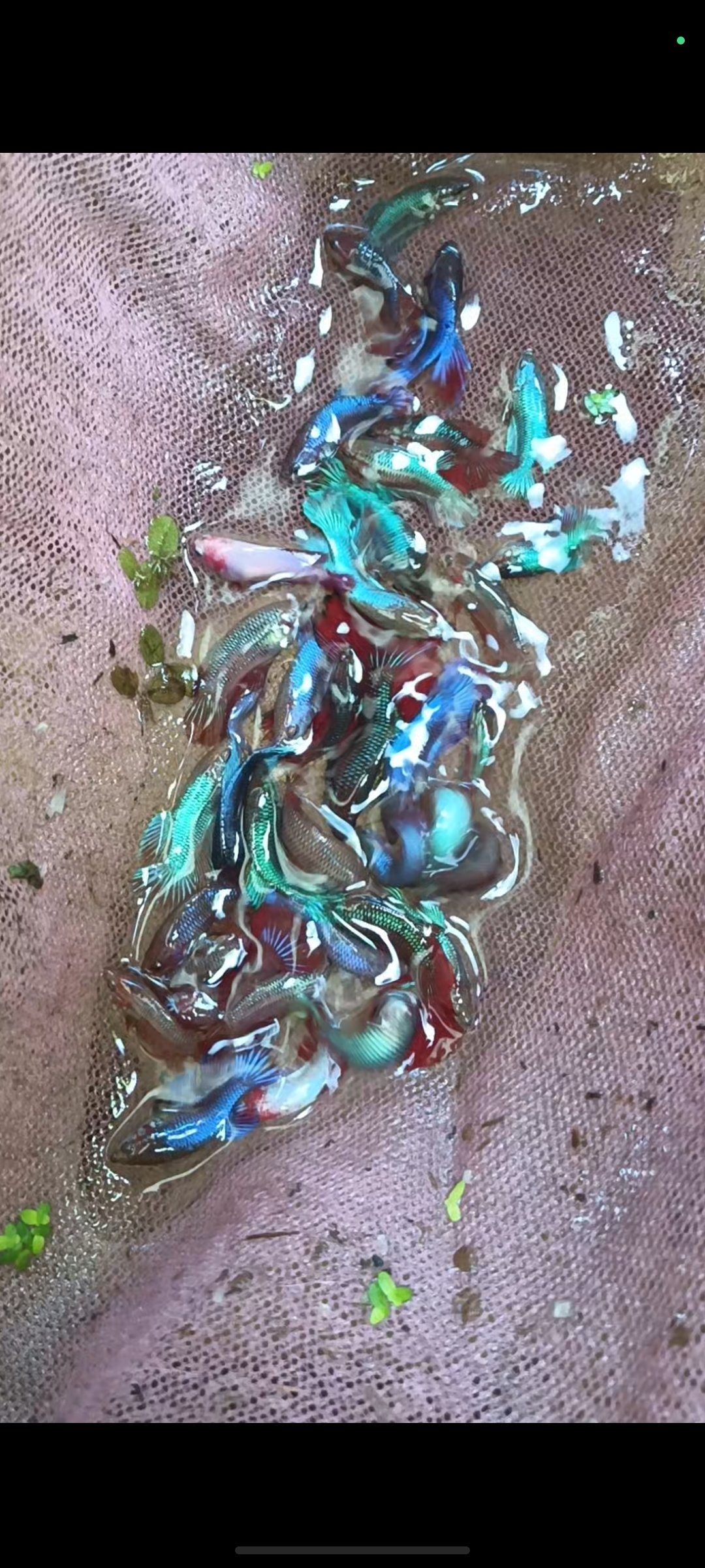 Ohm full moon betta