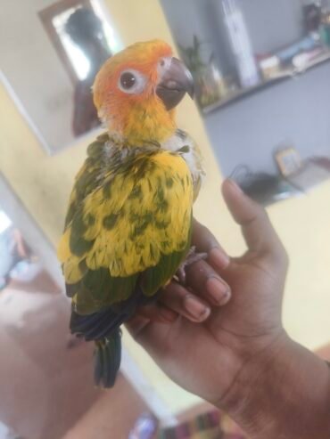 Sun Conure hand feeding chicks available