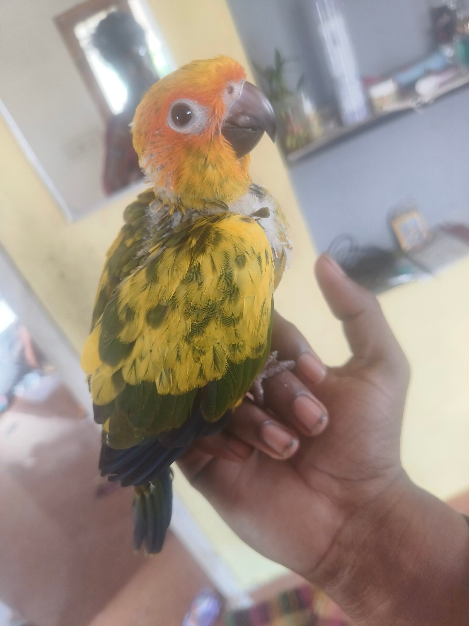 Sun Conure hand feeding chicks available