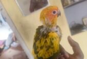 Sun Conure hand feeding chicks available