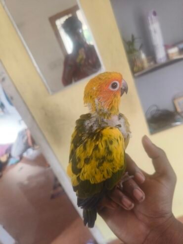 Sun Conure hand feeding chicks available