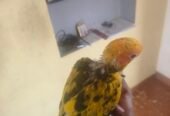 Sun Conure hand feeding chicks available