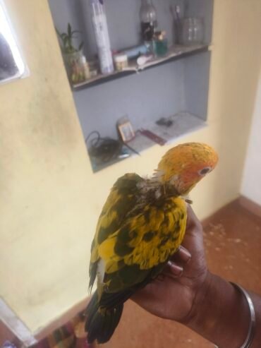 Sun Conure hand feeding chicks available