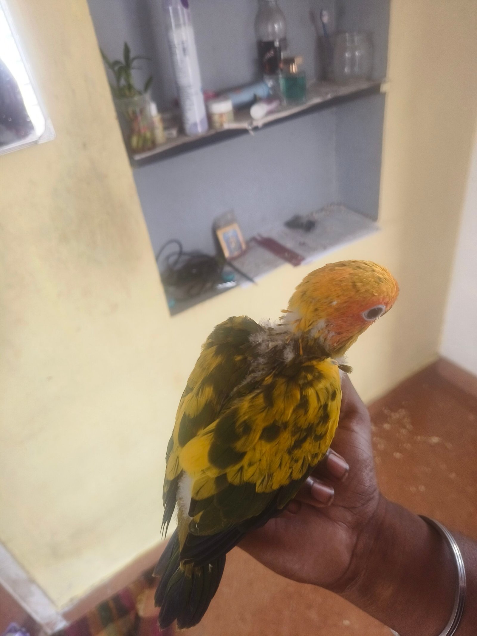 Sun Conure hand feeding chicks available