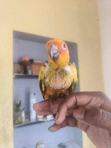 Sun Conure hand feeding chicks available