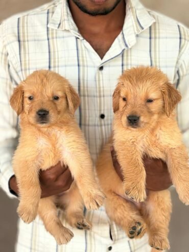 Golden Retriever