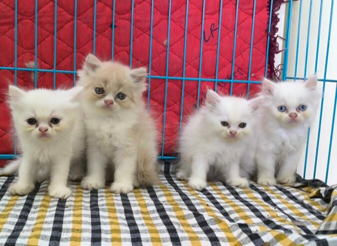 Pure Persian Kittens 2.male.2.females only lot 4 kitten’s
