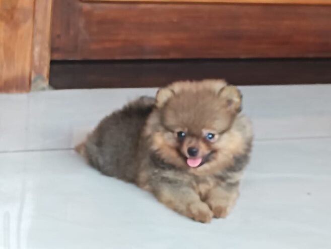 TOY POM MALE PUPPY