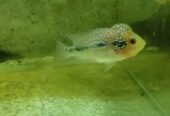 Flowerhorn