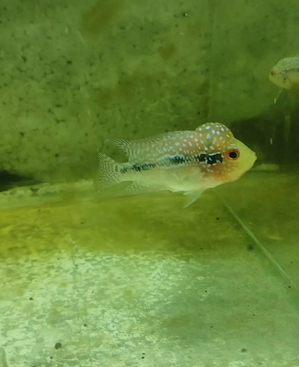 Flowerhorn