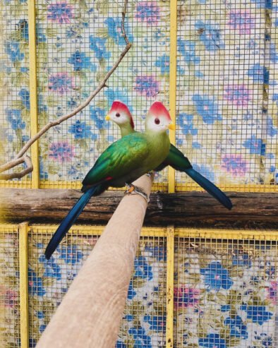 Red Crested Turaco