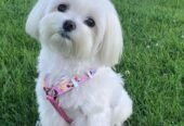 Available all types of pets