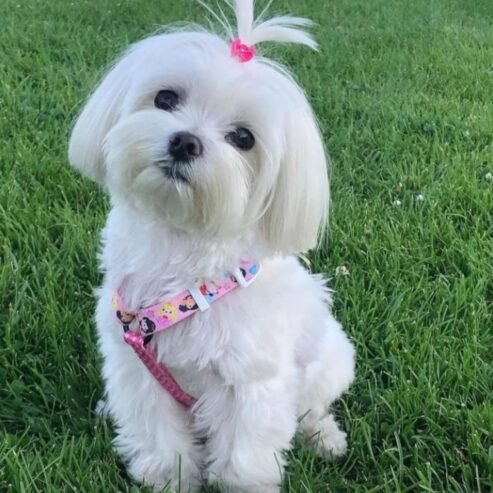 Available all types of pets