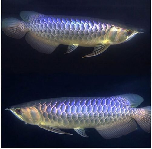 Blue Base arowana(10 — 12”)