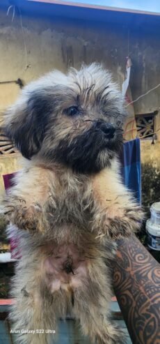 Lhasa apso