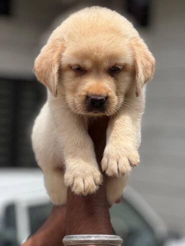 Labrador Male Puppy