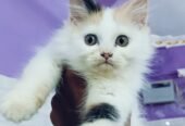 Cat kitten