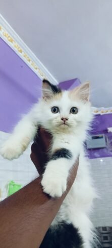 Cat kitten