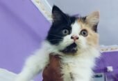 Cat kitten