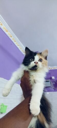 Cat kitten