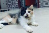 Cat kitten