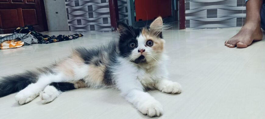 Cat kitten