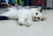 Cat kitten