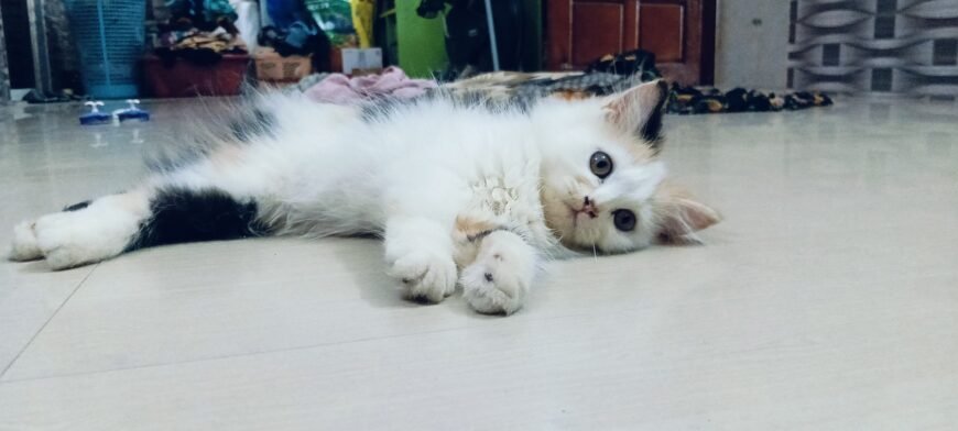 Cat kitten