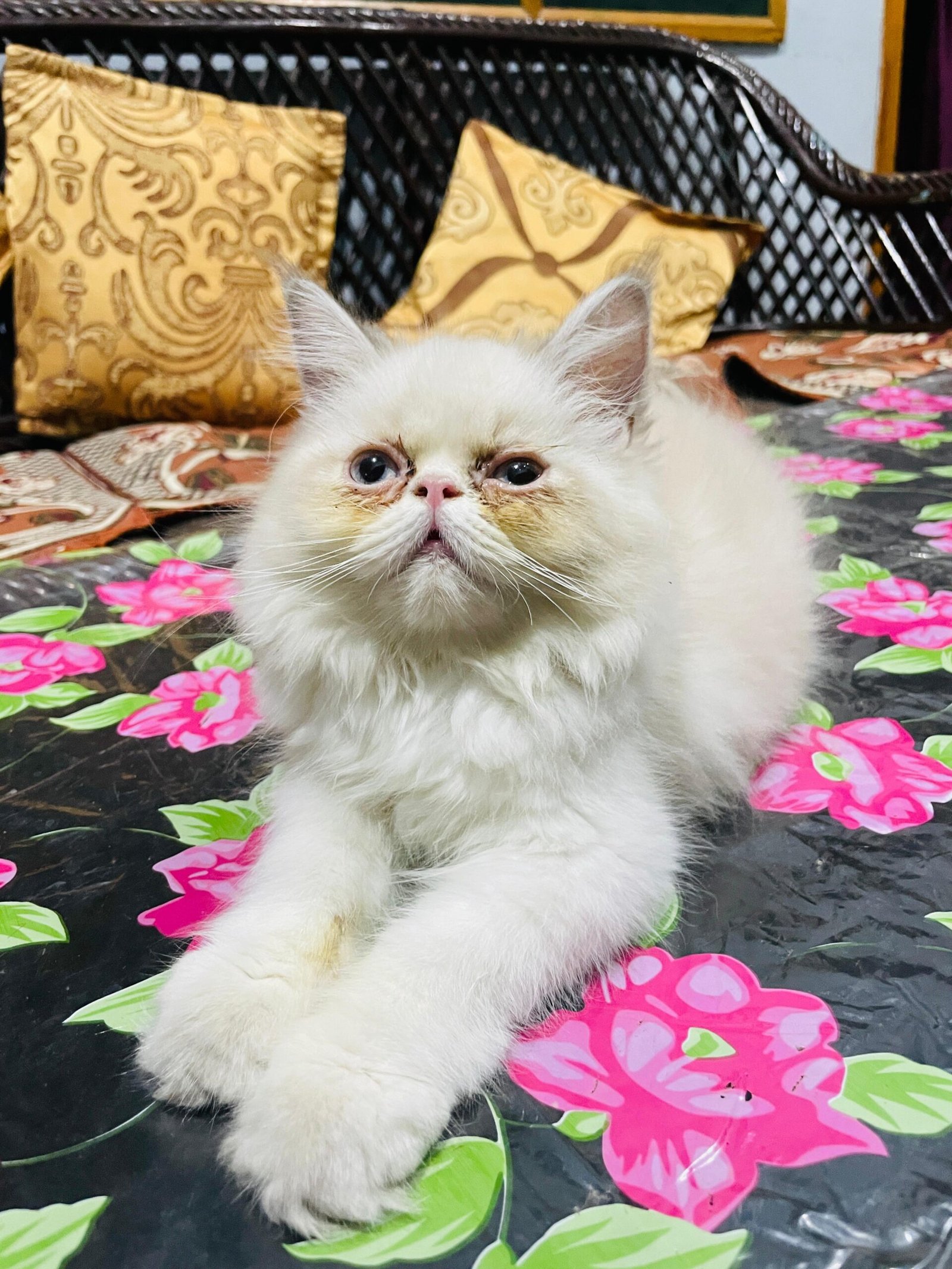 Persian Cat