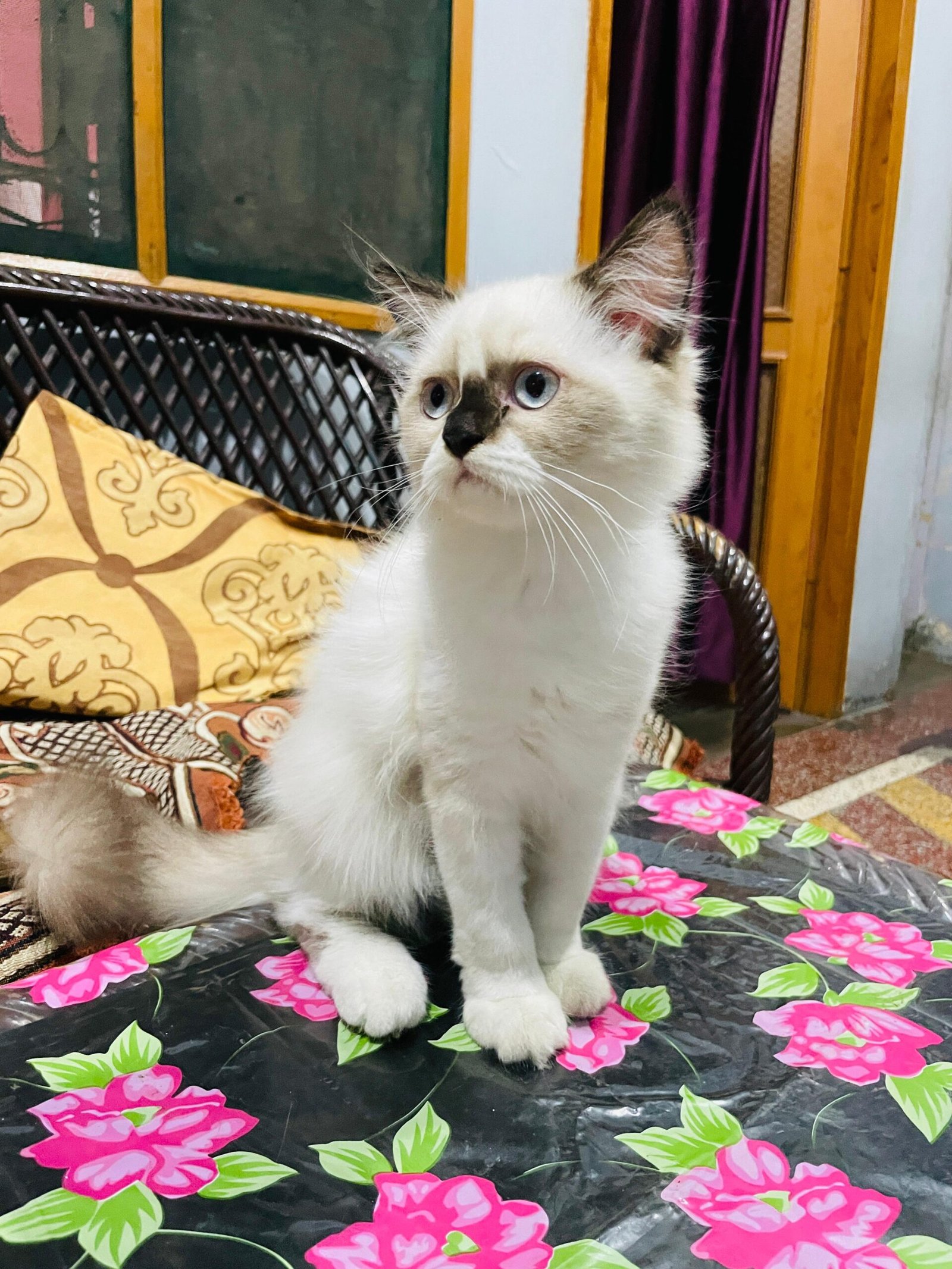 Persian Cat