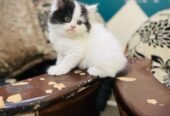 Persian Cat
