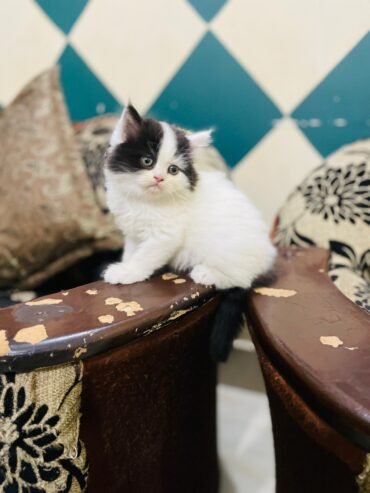 Persian Cat