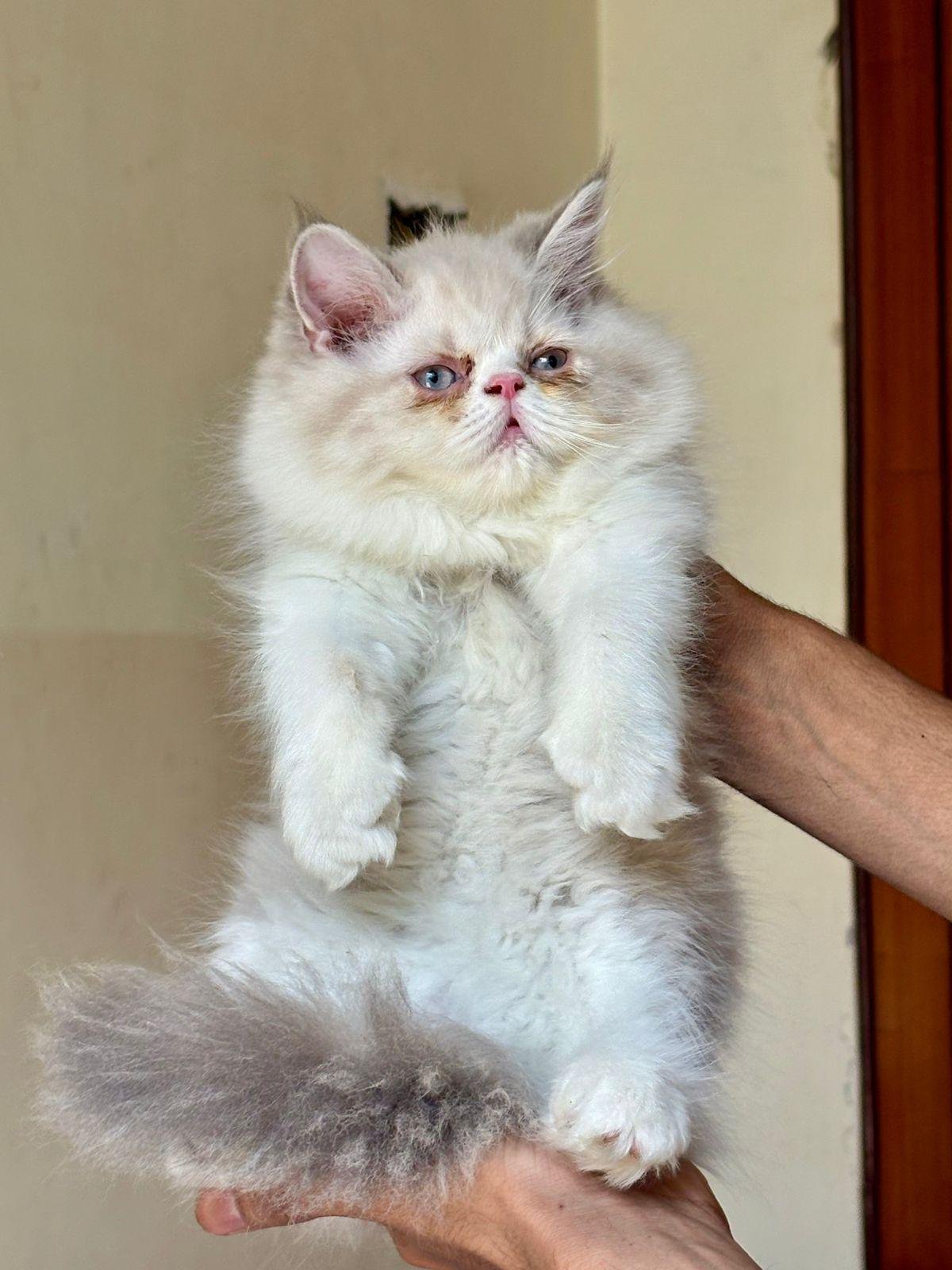 Persian Cat