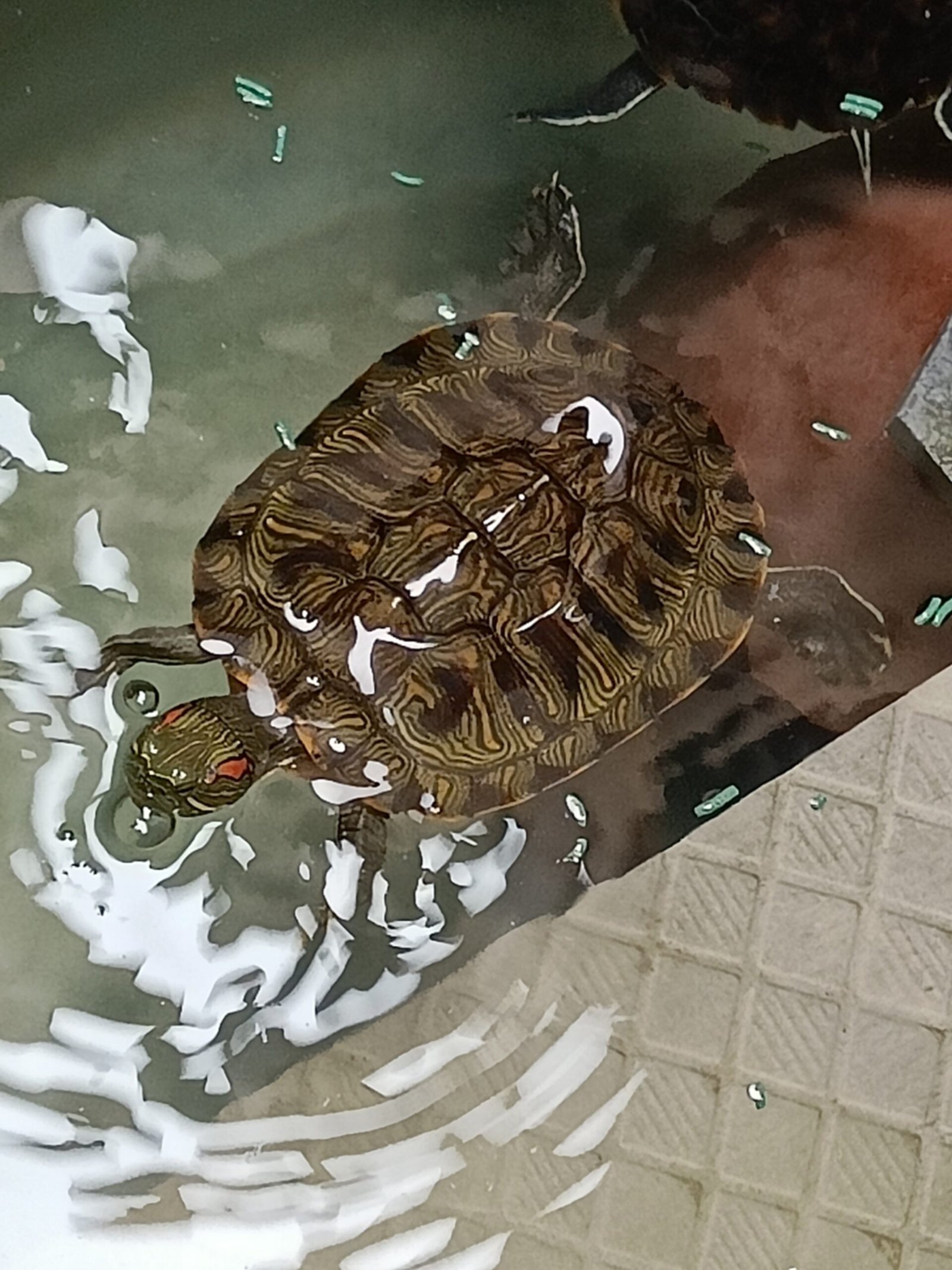 Red eared slider turtles