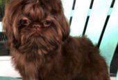Available all types of pets