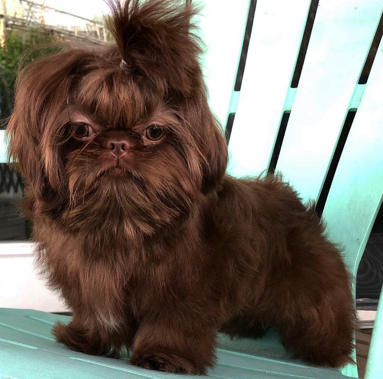 Available all types of pets