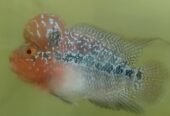 Flowerhorn