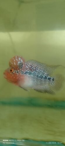Flowerhorn