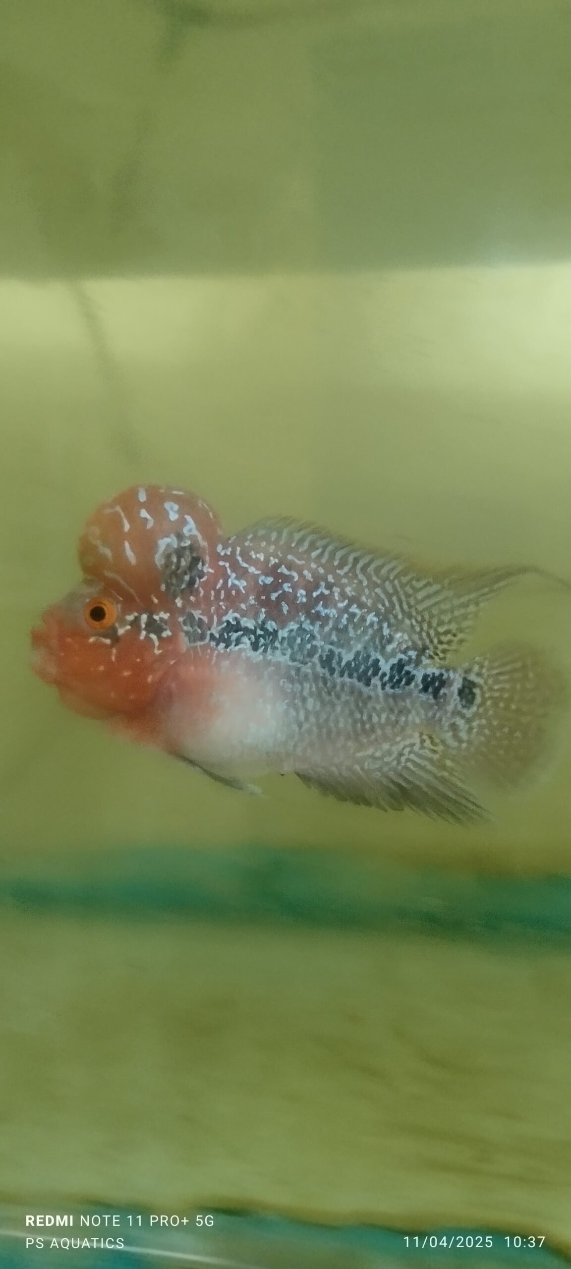 Flowerhorn