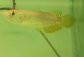 Super High Back Golden Arowana (5 — 6”)