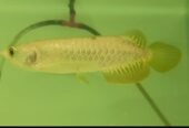 Super High Back Golden Arowana (5 — 6”)