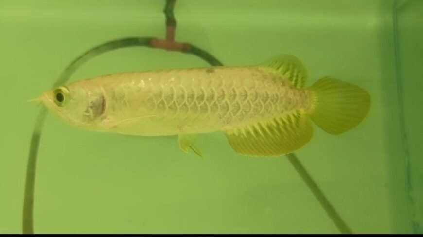 Super High Back Golden Arowana (5 — 6”)