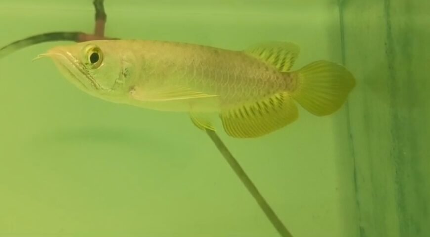 Super High Back Golden Arowana (5 — 6”)