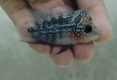 Flowerhorn