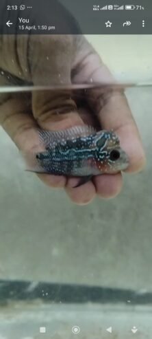 Flowerhorn