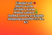 Live culture