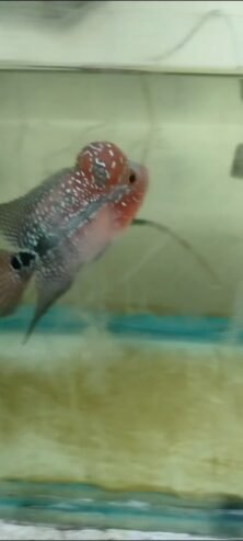 Flowerhorn