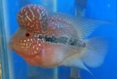 Flowerhorn