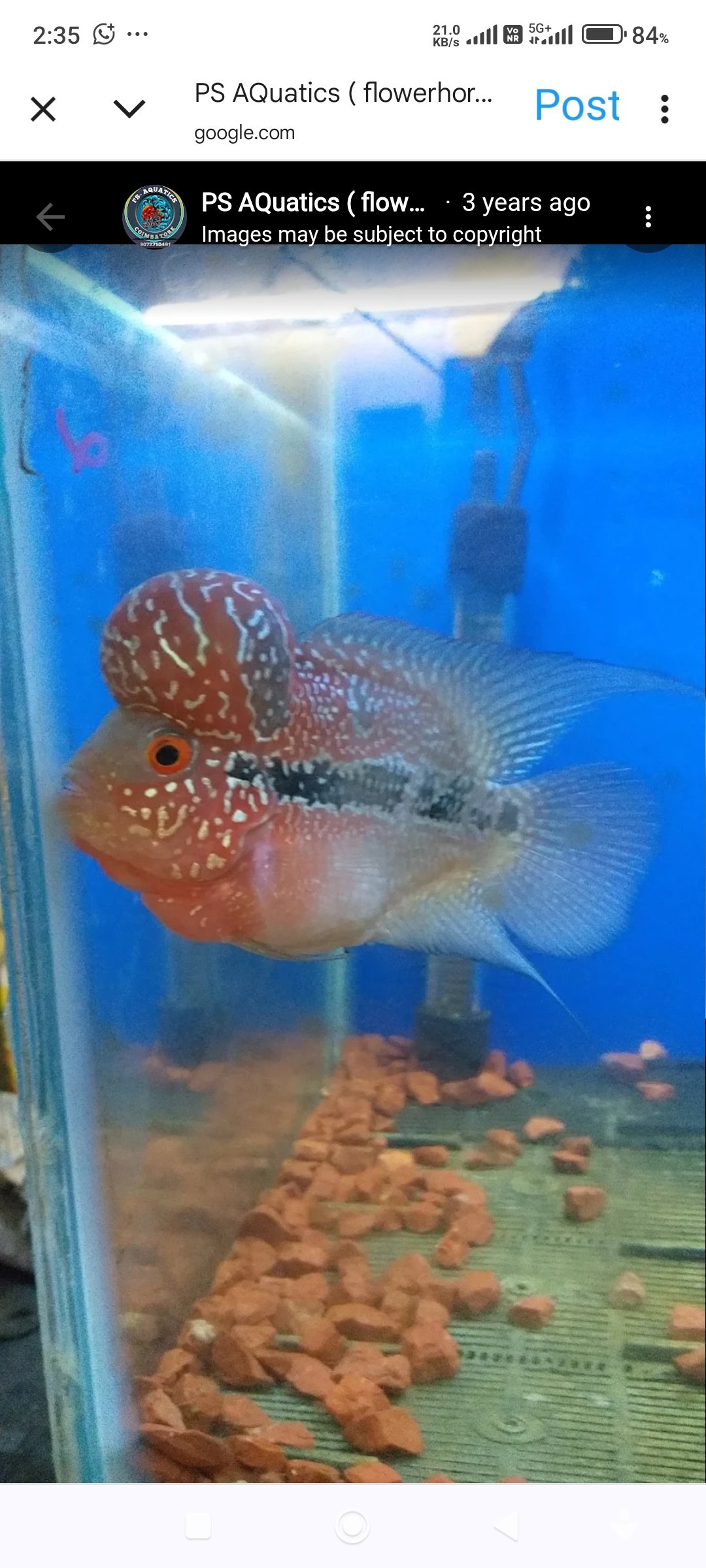 Flowerhorn