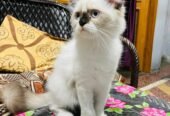 Persian Cat
